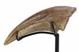 Killer Fossil Tyrannosaur (Daspletosaurus) Toe Claw - Montana #381122-4